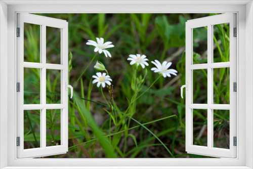 Fototapeta Naklejka Na Ścianę Okno 3D - white spring flowers in the forest