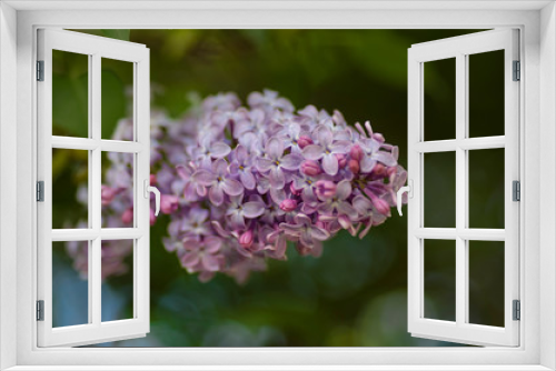 Fototapeta Naklejka Na Ścianę Okno 3D - Branch of lilac