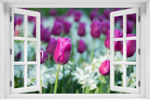 Fototapeta Naklejka Na Ścianę Okno 3D - Colorful purple tulips and white narcissus in garden close up