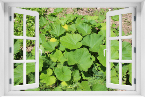 Fototapeta Naklejka Na Ścianę Okno 3D - A Sprout Of Young Pumpkin Seedlings. Pumpkin plant in the garden, sprout pumpkin bed in my organic garden, in Uzice city