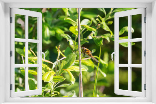 Fototapeta Naklejka Na Ścianę Okno 3D - Yellow dragonfly