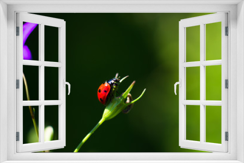 Fototapeta Naklejka Na Ścianę Okno 3D - Lady Bird