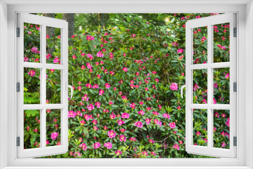 Fototapeta Naklejka Na Ścianę Okno 3D - Pink rhododendron flowers on bush in the park, Finland