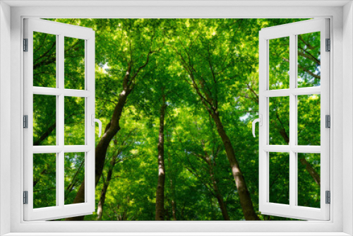 Fototapeta Naklejka Na Ścianę Okno 3D - Natural Forest of Beech