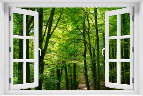 Fototapeta Naklejka Na Ścianę Okno 3D - Natural Forest of Beech