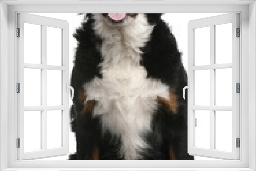 Fototapeta Naklejka Na Ścianę Okno 3D - Bernese Mountain Dog, 16 months old, sitting