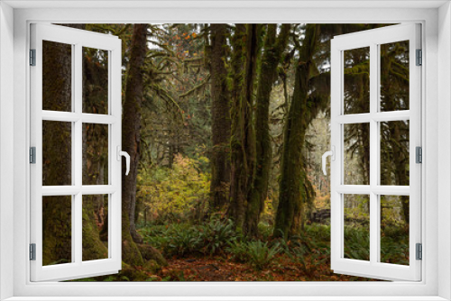Fototapeta Naklejka Na Ścianę Okno 3D - Hoh Rain Forest 2