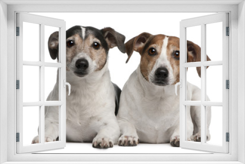 Fototapeta Naklejka Na Ścianę Okno 3D - Jack Russell Terriers, 6 and 12 years old, lying