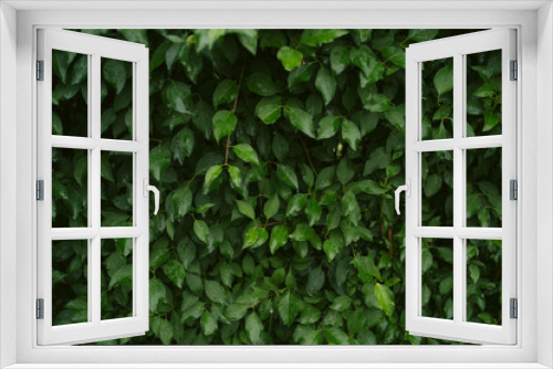 Fototapeta Naklejka Na Ścianę Okno 3D - Green texture of leaves after rain. green Bush