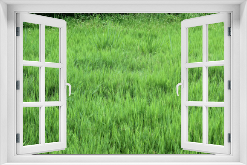 Fototapeta Naklejka Na Ścianę Okno 3D - The vast lawn in the backyard