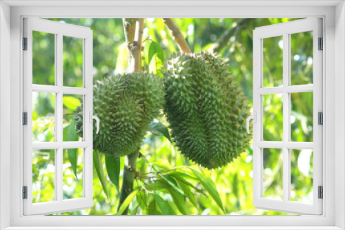 Fototapeta Naklejka Na Ścianę Okno 3D - durian in thailand