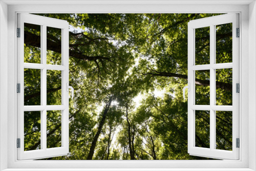 Fototapeta Naklejka Na Ścianę Okno 3D - A grove of beech trees