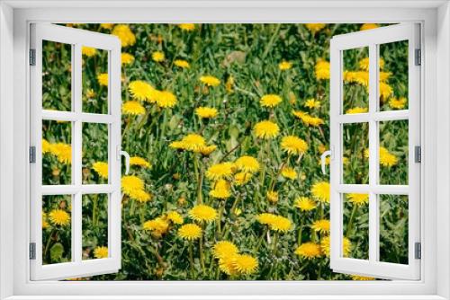 Fototapeta Naklejka Na Ścianę Okno 3D - Summer flowers yellow dandelions. Bright sunny flowers.