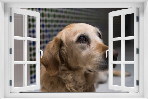 Fototapeta Naklejka Na Ścianę Okno 3D - Golden retriever, perro