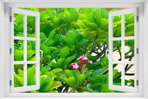 Fototapeta Naklejka Na Ścianę Okno 3D - Fresh and Beautiful Red Plumeria Frangipanis Flowers