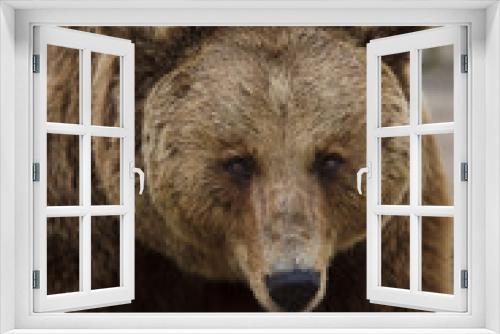 Fototapeta Naklejka Na Ścianę Okno 3D - Brown bear (Ursus arctos).