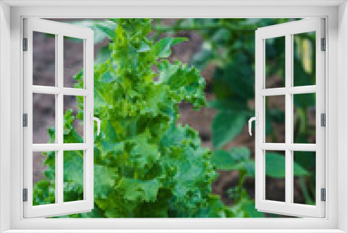 Fototapeta Naklejka Na Ścianę Okno 3D - Young green bush of lettuce with juicy leaves in a greenhouse.