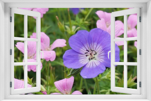 Fototapeta Naklejka Na Ścianę Okno 3D - purple and pink flowers in the garden