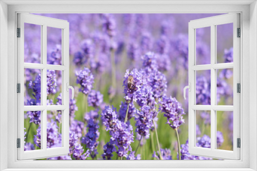 Fototapeta Naklejka Na Ścianę Okno 3D - Lavender on a bright sunny day
