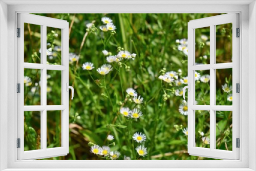 Fototapeta Naklejka Na Ścianę Okno 3D - Small white flowers