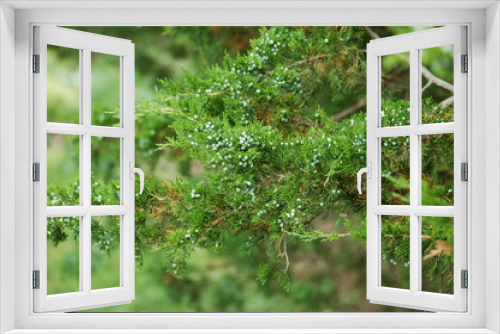 Fototapeta Naklejka Na Ścianę Okno 3D - blue cedar tree branches