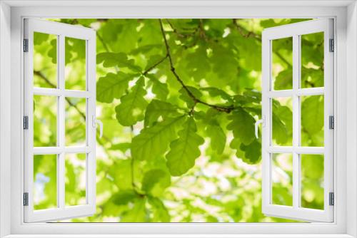 Fototapeta Naklejka Na Ścianę Okno 3D - Background image of vibrant green English Oak Tree foliage