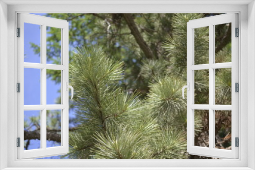 Fototapeta Naklejka Na Ścianę Okno 3D - cedar branches