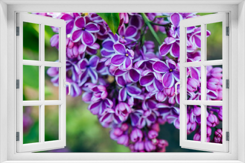 Fototapeta Naklejka Na Ścianę Okno 3D - Beautiful purple lilac blossom with blurred bokeh effect background.
