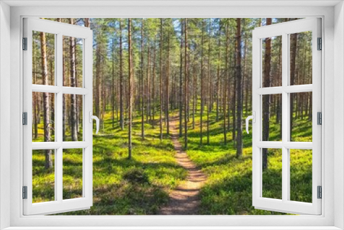 Fototapeta Naklejka Na Ścianę Okno 3D - Summer forest view from Sotkamo, Finland.