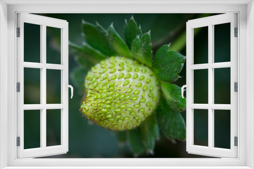 Fototapeta Naklejka Na Ścianę Okno 3D - Red Strawberry on Strawberry plant