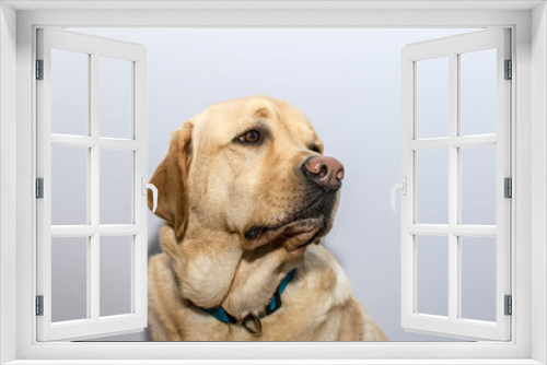 Fototapeta Naklejka Na Ścianę Okno 3D - Retrato de un perro Labrador
