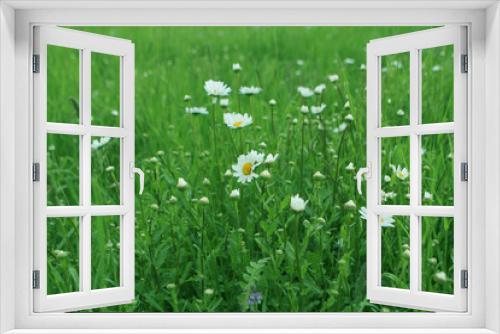 Fototapeta Naklejka Na Ścianę Okno 3D - Beautiful green eco background with white daisy flowers, place for text