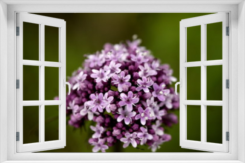 Fototapeta Naklejka Na Ścianę Okno 3D - Valerian flowers in the meadow