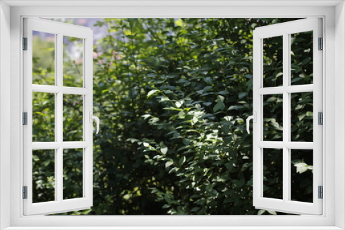 Fototapeta Naklejka Na Ścianę Okno 3D - Vegetation in a forest