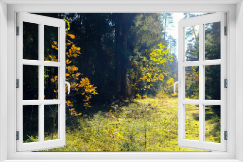 Fototapeta Naklejka Na Ścianę Okno 3D - Fragment of an autumn sunny forest