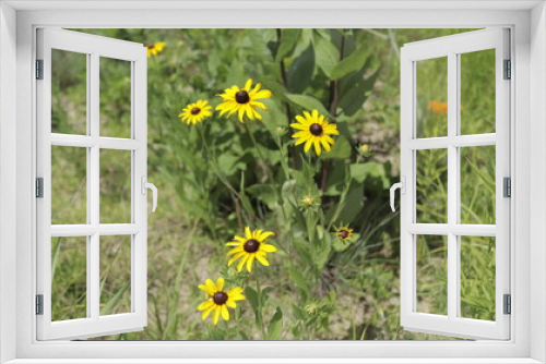 Fototapeta Naklejka Na Ścianę Okno 3D - Midwest Wildflower Prairie Yellow wildflowers Black-eyed Susan 