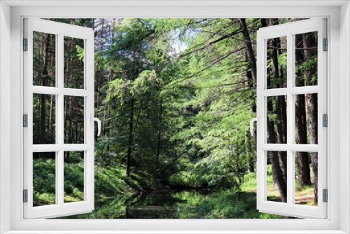 Fototapeta Naklejka Na Ścianę Okno 3D - Little Forest Lake