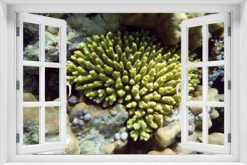Fototapeta Naklejka Na Ścianę Okno 3D - Coral Coast