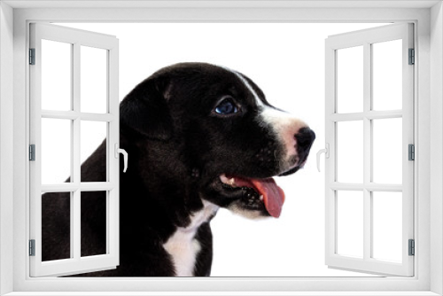 Fototapeta Naklejka Na Ścianę Okno 3D - puppy black