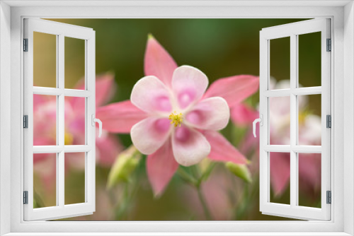 Fototapeta Naklejka Na Ścianę Okno 3D - Pink flower of Aquileia (Columbine) close-up. On the background of pink blooms