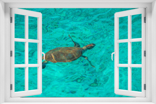 Fototapeta Naklejka Na Ścianę Okno 3D - Swimming with Turtles on the Caribbean Island of Curacao