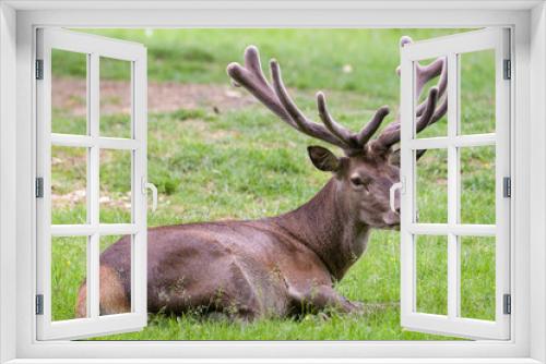 Fototapeta Naklejka Na Ścianę Okno 3D - Red deer stag resting in a meadow