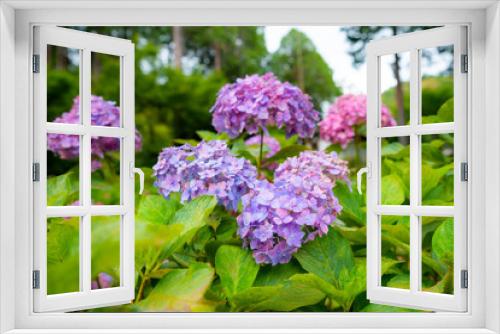 Fototapeta Naklejka Na Ścianę Okno 3D - purple and pink hydrangea