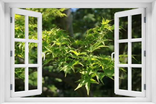 Fototapeta Naklejka Na Ścianę Okno 3D - Acer japonicum deciduous tree in park