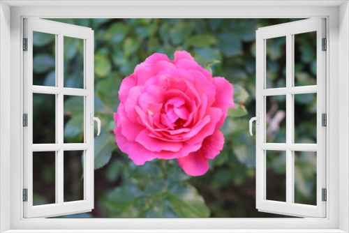 Fototapeta Naklejka Na Ścianę Okno 3D - Beautiful scented pink roses bloom in the garden