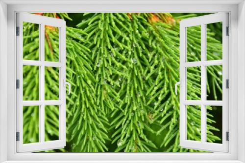 Fototapeta Naklejka Na Ścianę Okno 3D - green background with spruce twigs space for your text