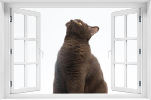 Fototapeta Naklejka Na Ścianę Okno 3D - British Shorthair cat isolated on white background. Clipping pat