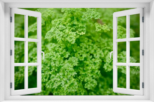 Fototapeta Naklejka Na Ścianę Okno 3D - Parsley, herb, spice and vegetable