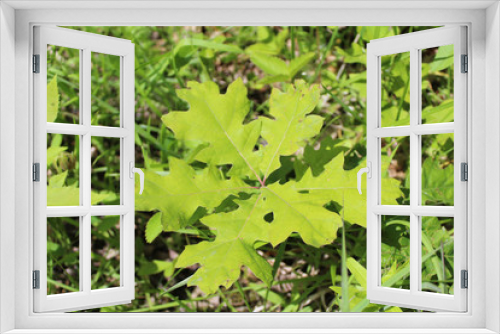 Fototapeta Naklejka Na Ścianę Okno 3D - Young oak tree at Somme Prairie Nature Preserve in Northbrook, Illinois