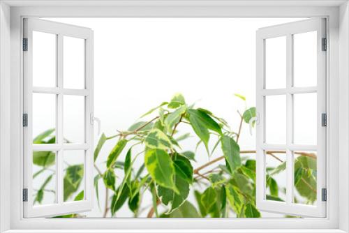 Fototapeta Naklejka Na Ścianę Okno 3D - Ficus benjamina Pflanze mit weißen Hintergrund